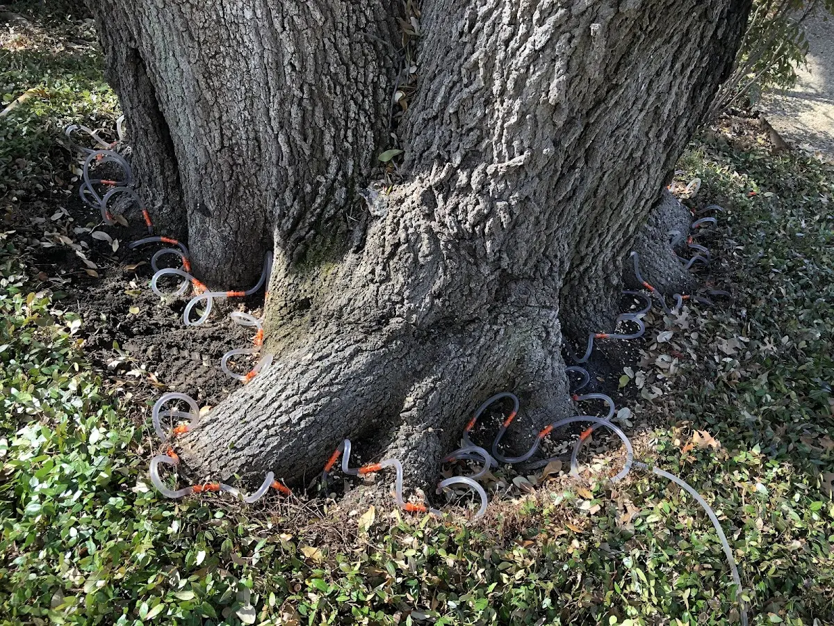 Detailed Tree Cabling and Bracing job site in Borrego Springs