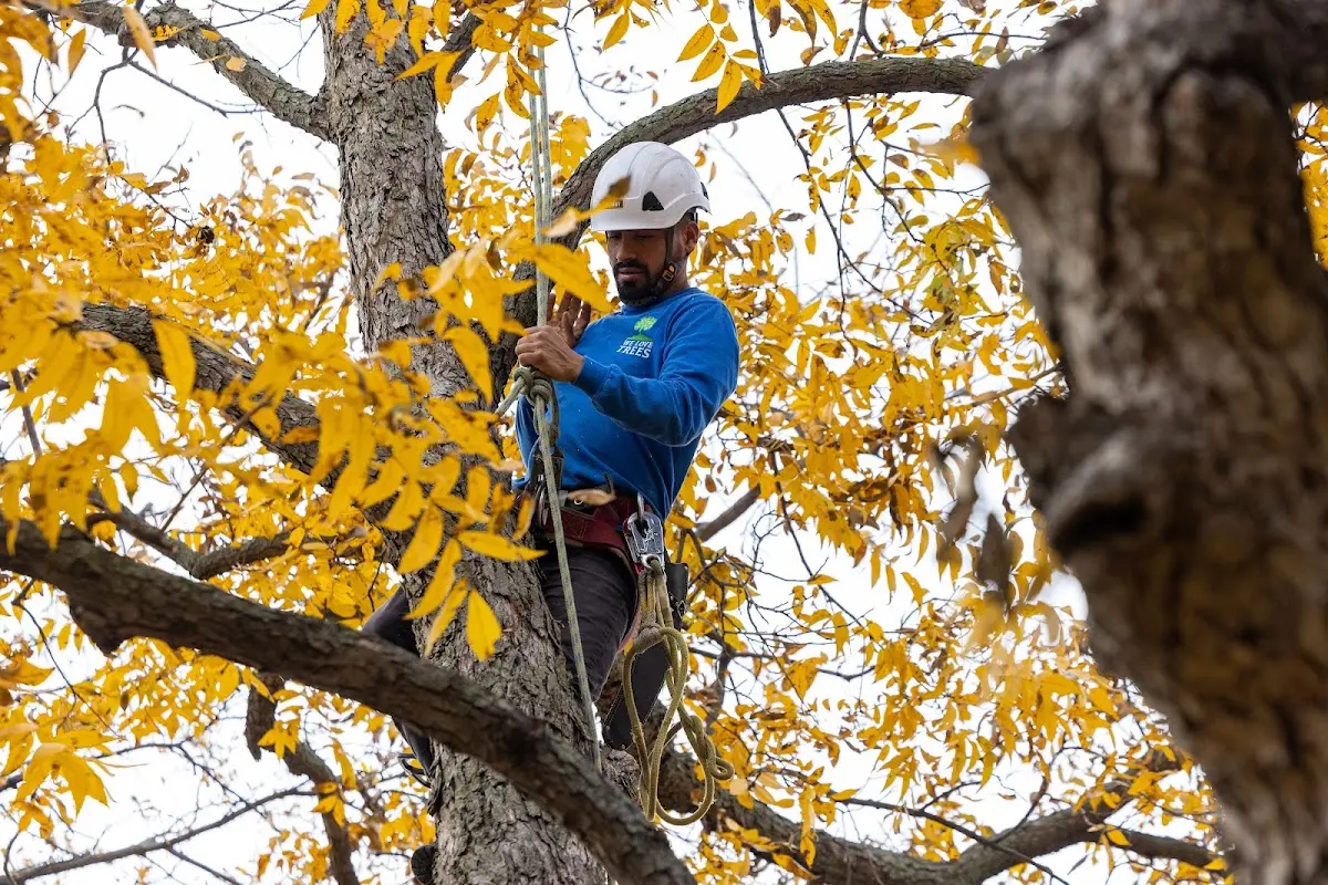 Skilled Tree Planing crew working in Borrego Springs