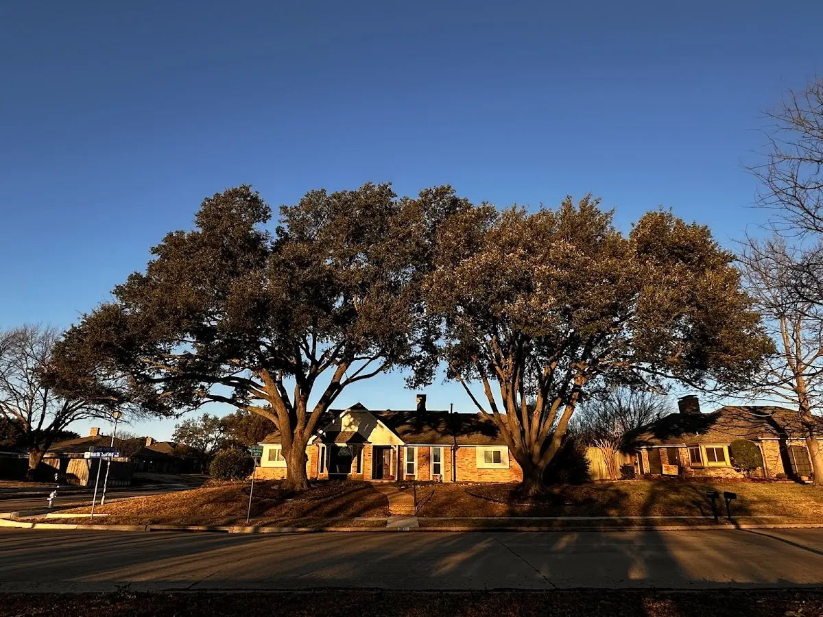 Established residential canopy tree shading a home in Borrego Springs