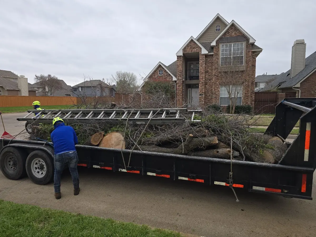 Expert Tree Removal with proper safety equipment in Borrego Springs